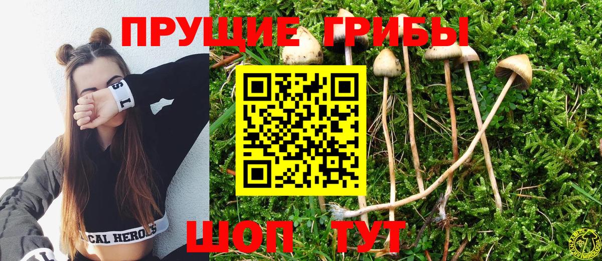 Псилоцибиновые грибы Cubensis  Вход с VPN  купить закладку  Сунжа  Псилоцибиновые грибы мухоморы 